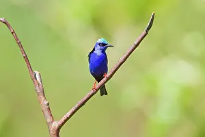 Rican: Red-legged Honeycreeper (male)