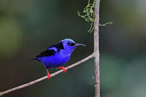 Cyaneus: Red-legged Honeycreeper - male Cyanerpes cyaneus Sarapiqui