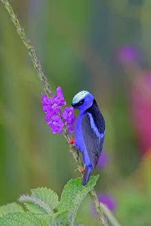Verbena: Red-legged Honeycreeper - male feeding on flowers Cyanerpes