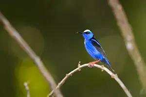 Cyaneus: Red-legged Honeycreeper - Red-legged Honeycreeper