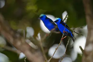 Cyaneus: Red-legged Honeycreeper - Red-legged Honeycreeper