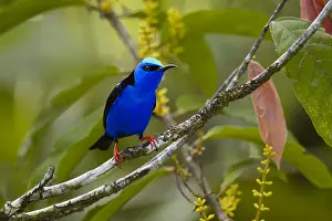 Cyaneus: Red-legged Honeycreeper - Red-legged Honeycreeper
