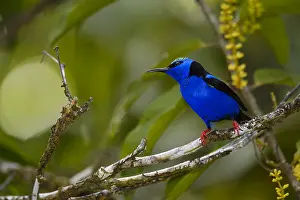 Cyaneus: Red-legged Honeycreeper - Red-legged Honeycreeper