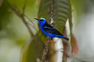 Cyaneus: Red-legged Honeycreeper - Red-legged Honeycreeper