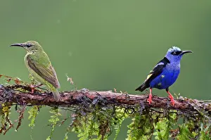 Cyaneus: Red-legged Honeycreepers - Pair