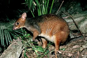 Pademelons: Red-legged Pademelon