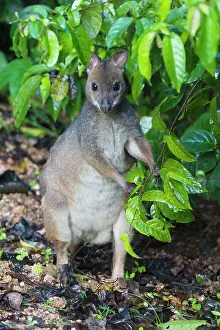 Pademelons: Red-legged Pademelon