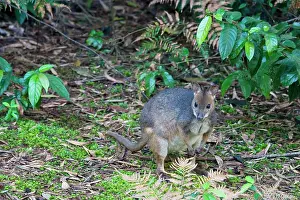 Pademelons: Red-legged Pademelon