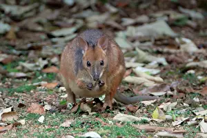 Pademelons: Red-legged Pademelon
