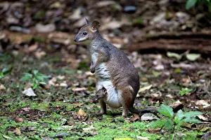 Pademelons: Red-legged Pademelon