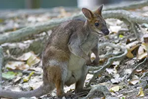 Thylogale: Red-legged Pademelon