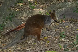 Pademelon: Red-legged Pademelon
