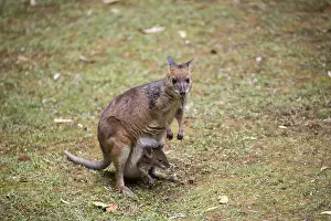 Joey: Red-legged Pademelon - with joey in pouch - Near