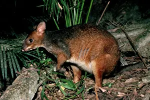 Thylogale: Red-legged pademelon (Thylogale stigmatica). Lamington
