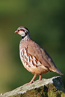 Roy Glen: Red-Legged Partidge - portrait of an adult bird