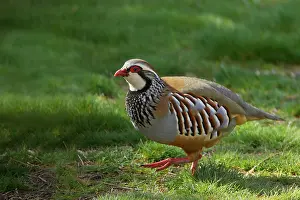 Alectoris: Red Legged Partridge