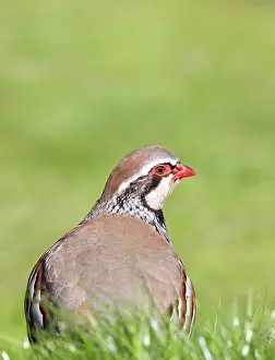 Alectoris: Red Legged Partridge