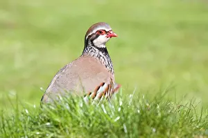 Alectoris: Red Legged Partridge