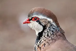 Alectoris: Red Legged Partridge