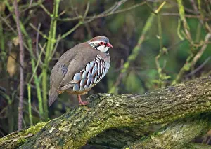Alectoris: Red-legged Partridge