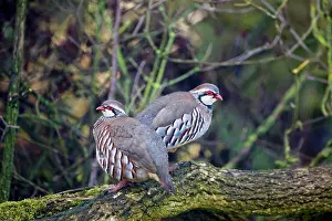 Alectoris: Red-legged Partridge