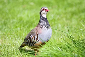 Alectoris: Red-legged Partridge