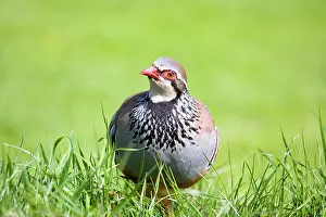 Alectoris: Red-legged Partridge