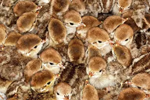 Partridges: Red legged Partridge