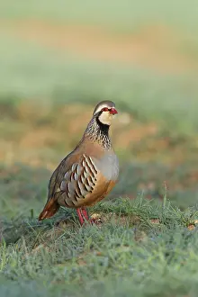 Partridges: Red-Legged Partridge