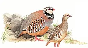 Rufa: Red-legged Partridge