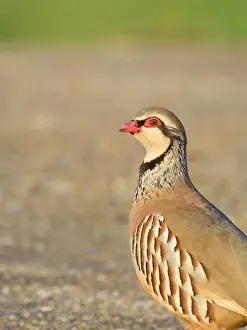 Partridge: Red-legged Partridge