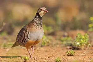 Phasianides: RED LEGGED PARTRIDGE