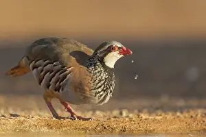 Phasianides: RED LEGGED PARTRIDGE