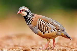 Phasianides: RED LEGGED PARTRIDGE
