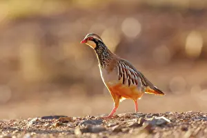 Phasianides: RED LEGGED PARTRIDGE