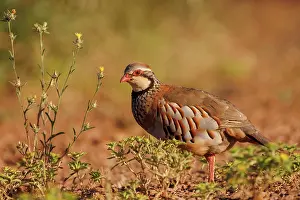 Phasianides: RED LEGGED PARTRIDGE