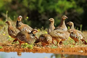 Phasianides: RED LEGGED PARTRIDGE