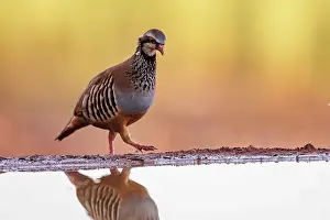 Phasianides: RED LEGGED PARTRIDGE
