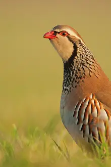 Partridge: Red-legged Partridge (Alectoris rufa) adult, calling
