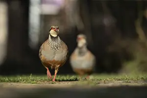 Path: Red legged partridge (Alectoris rufa) two adult game birds on a garden path