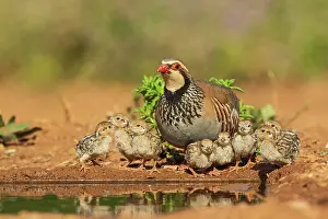 Rive: Red-legged Partridge (Alectoris rufa) and its chicks