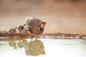 Partridge: Red-legged Partridge (Alectoris rufa) and its chicks