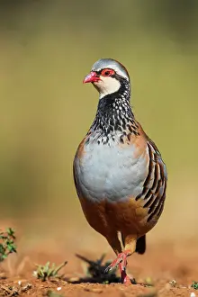 Partridge: Red-legged Partridge (Alectoris rufa) walking, Castilla