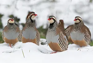 Partridge: Red-legged partridge (Alectoris rufa) walking in