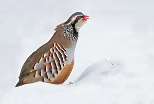 Shout: Red-legged partridge (Alectoris rufa)standing in