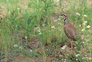 Jack Bailey: Red-legged Partridge - and chick