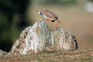 Alectoris: Red-legged Partridge - climbing across stones