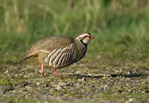 Alectoris: Red-legged Partridge - in early morning sunshine