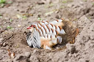 Alectoris: Red Legged Partridge - having dust bath in earth scrape