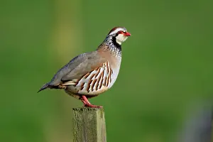 Alectoris: Red-Legged Partridge - male calling from fence post
